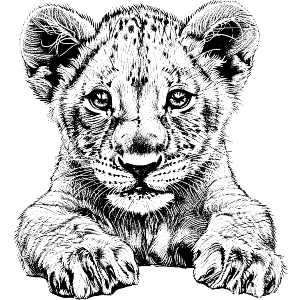 Lion Cub Front View