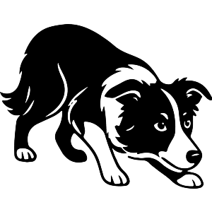 Crouching Border Collie