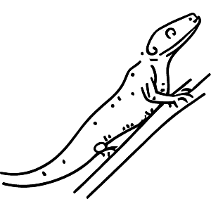 Gecko Lizard