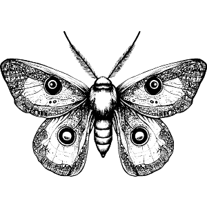 Gothic Moth