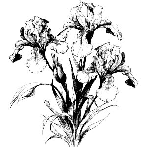 Iris Flowers