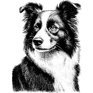 Border Collie Portrait