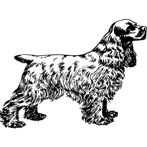 English Cocker Spaniel