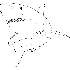 Great White Shark