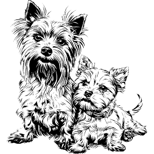 Yorkshire Terrier Mother and Puppy
