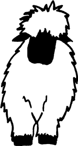 Fluffy Sheep