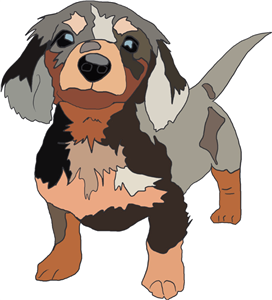 Cute dachshund puppy