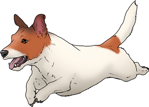 Running Jack Russell Dog