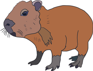 Baby Capybara  