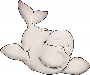 Beluga Whale