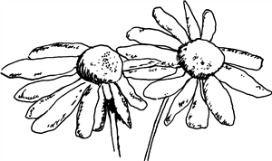 Daisy Flowers