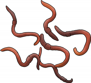Earthworms