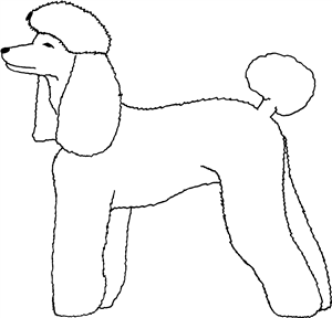 Poodle