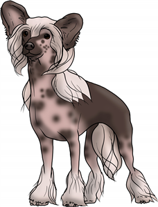 Chinese Crested