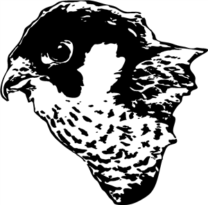 Falcon Head