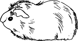 Guinea Pig