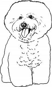 Bichon Frise Dog