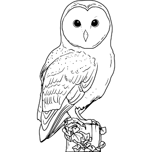 Perched Barn Owl