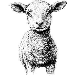 Cute Lamb Portrait
