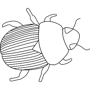 beetle