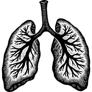 Human Lungs