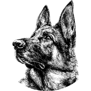 German Shepherd Portrait Side View