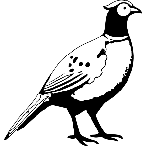 Proud Pheasant