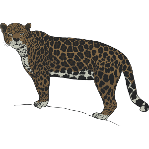 Jaguar Stare