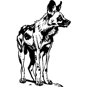 African Wild Dog