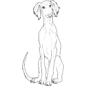 Saluki Puppy