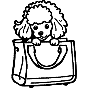 Toy Poodle in a Handbag