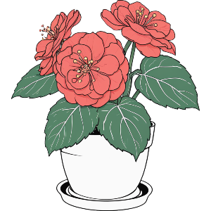 Potted Begonias
