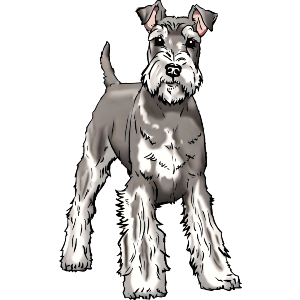 Playful Schnauzer