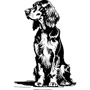 Gordon Setter