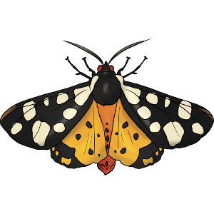 Tiger Moth