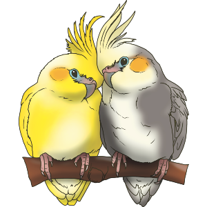 Cockatiel Pair