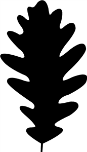 Oak Leaf