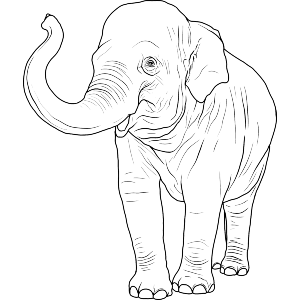 Waving Asian Elephant