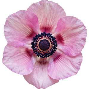 Anemone Flower