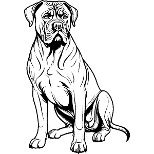 Cane Corso Dog