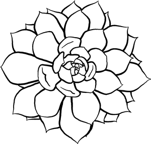 Succulent Plant