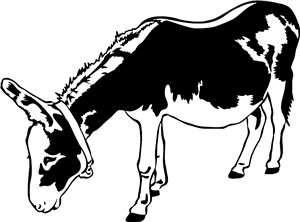 Grazing Donkey