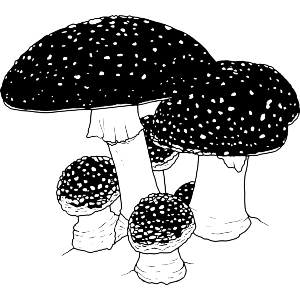 Mushroom Cluster