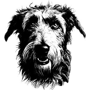 Irish Wolfhound Portrait