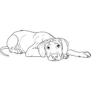 Sleepy Rhodesian Ridgeback Dog