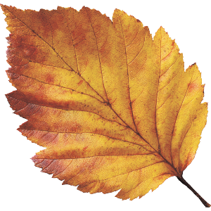 Realistic Autumn Leaf