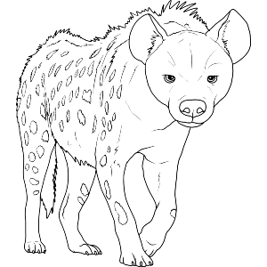 Spotted Hyena Prowling