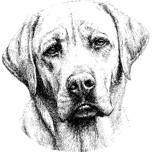 Labrador Retriever Dog Portrait