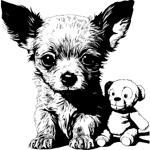 Chihuahua Puppy with Teddy