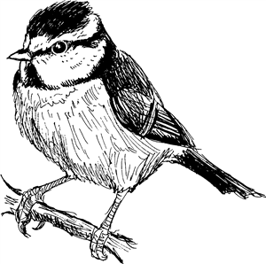 Bluetit
